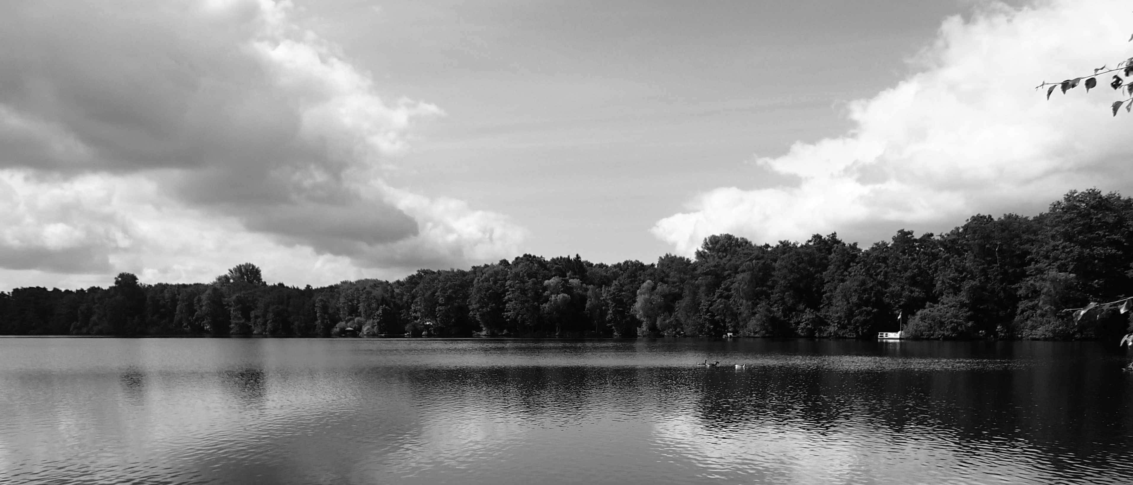 Hariksee